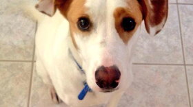 The FDA investigation centers on pet foods containing peas, legumes or potatoes as one of the main ingredients.