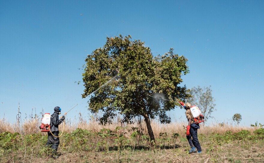 Ugandan soldiers spray trees in an effort to kill locusts.