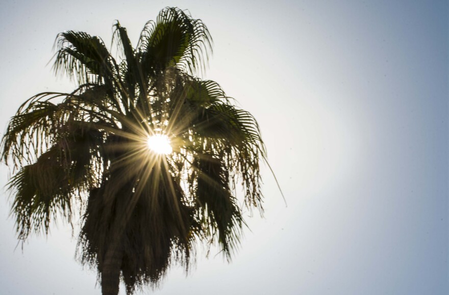 The Arizona sun behind a palm tree