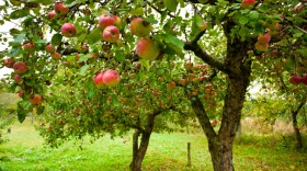 American apple growers realized that if they used dwarfing rootstocks and planted their trees closer together, they could increase their harvest of apples per acre by 200 to 300 percent.