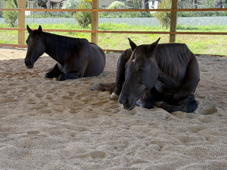 Ruby and Roxy lay down under the covered arena at Ruby Ranch.