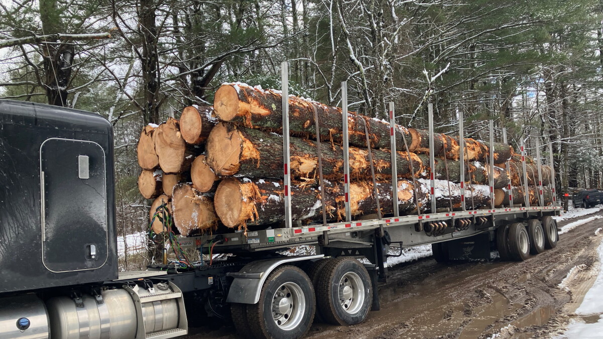 Healey administration extends pause on state forest logging contracts for 6 more months - Vimarsana News