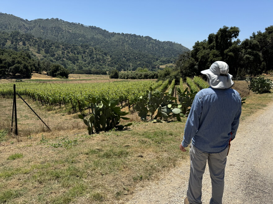He is growing grapes which are developed to be resistant to Pierce's Disease, after losing his entire vineyard to the disease
