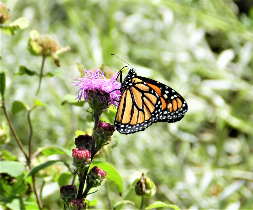 The monarch butterfly's caterpillars need to eat milkweed (a native plant) to survive.