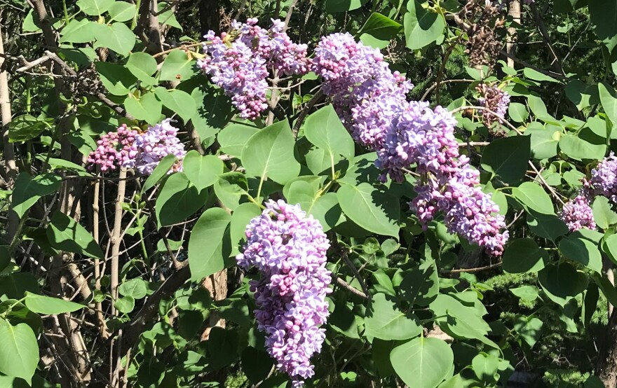Lilacs-CHarwood_20190610-0953.jpg