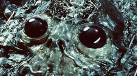 an alien squid face 