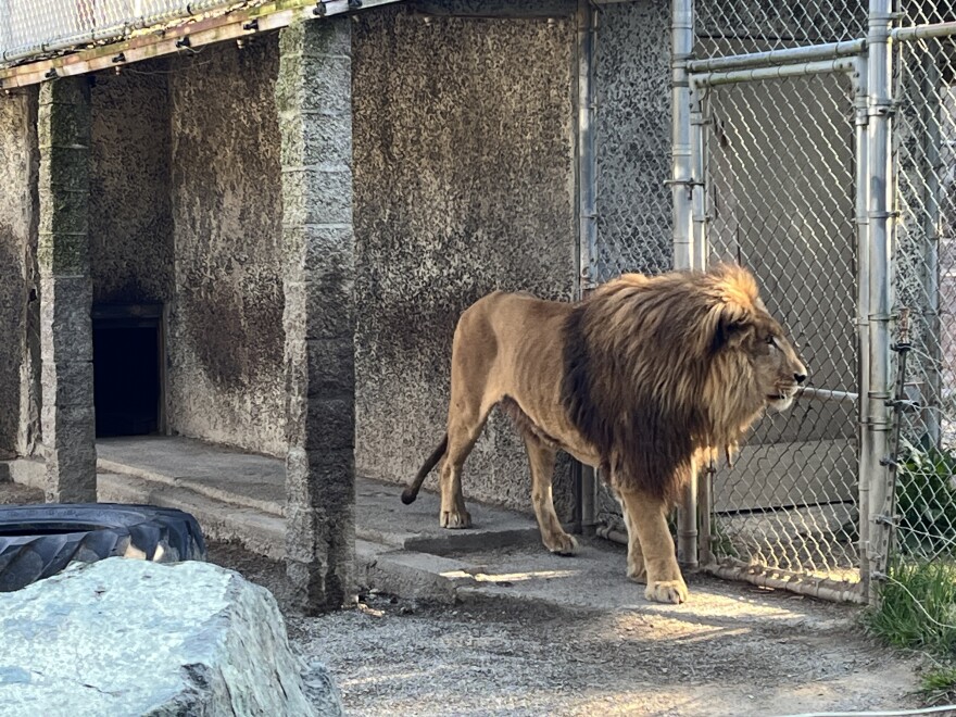 A lion paces in seen at West Coast Game Park Safari during a search of the facility by authorities.
