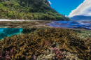 Coral reef in American Samoa.