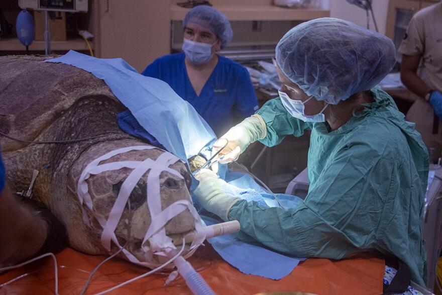 In this image provided by Zoo Miami. Zoo Miami Associate Veterinarian, Dr. Marisa Bezjian, performs surgery on a loggerhead turtle on May 31, 2022, after she was brought to Miami Zoo's new Sea Turtle Hospital in Miami. The turtle was rescued from the Port St. Lucie Power Plant after a shark attack left its left fin with exposed bone.