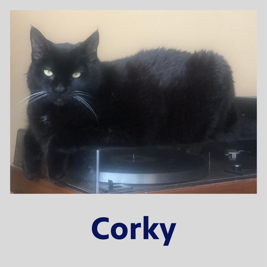 Image of Corky the black cat sitting atop a record player in a polaroid frame with their name in bold, blue text underneath.