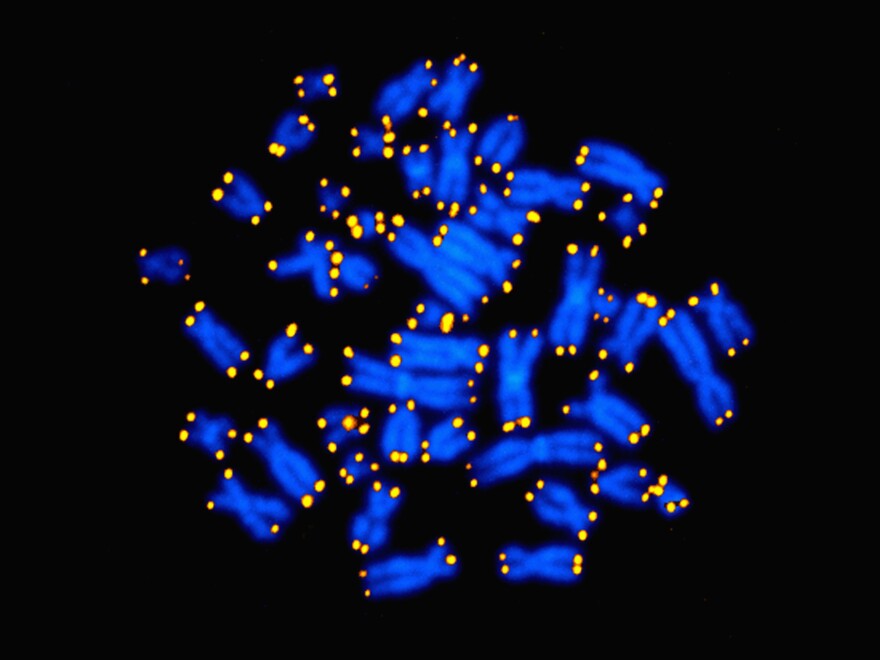 A light micrograph image of telomeres, shown in yellow, at the end of human chromosomes. Women tend to have longer telomeres than men and tend to outlive men, according to new research matching genetic information with medical records.