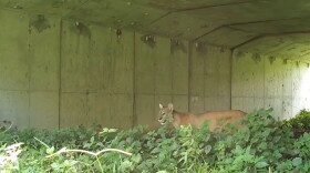 Alico's first foray into residential and commercial development includes Corkscrew Grove Villages near S.R. 82, where the former citrus powerhouse has donated $5 million to build a wildlife crossing beneath the roadway (similar to that shown above) to try and keep the Florida panther, bears, alligators and other species from being hit by vehicles