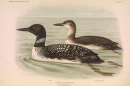 Koekkoek, M. A., et al. Ornithologia neerlandica. De vogels van Nederland. M. Nijhoff, 1922, https://www.biodiversitylibrary.org/page/36089849.