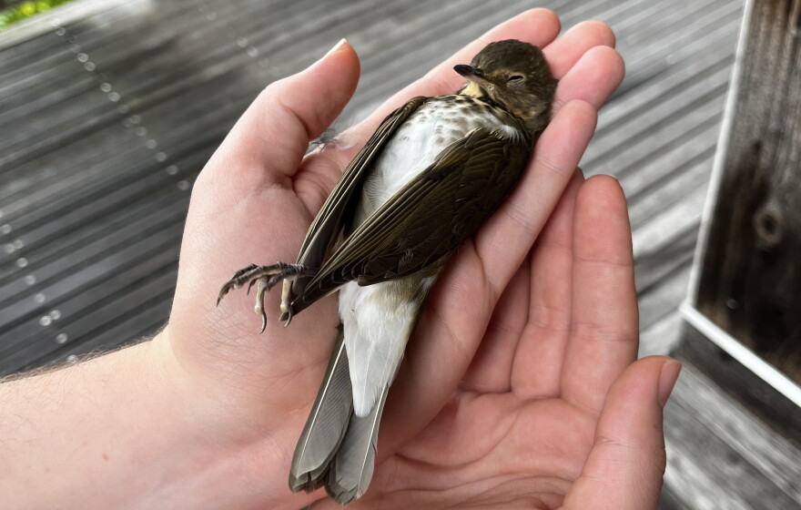 A Wisconsin Night Guardian volunteer holds a stunned Swainson's Thrush in Milwaukee.