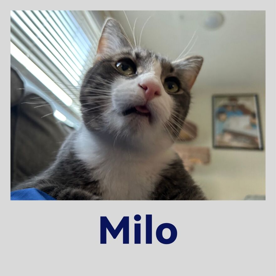 Photo of Milo the cat in a polaroid frame with their name in bold blue text underneath