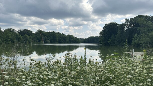 Lower Lake from the shore, which is surrounded by trees, white flowers and brush.