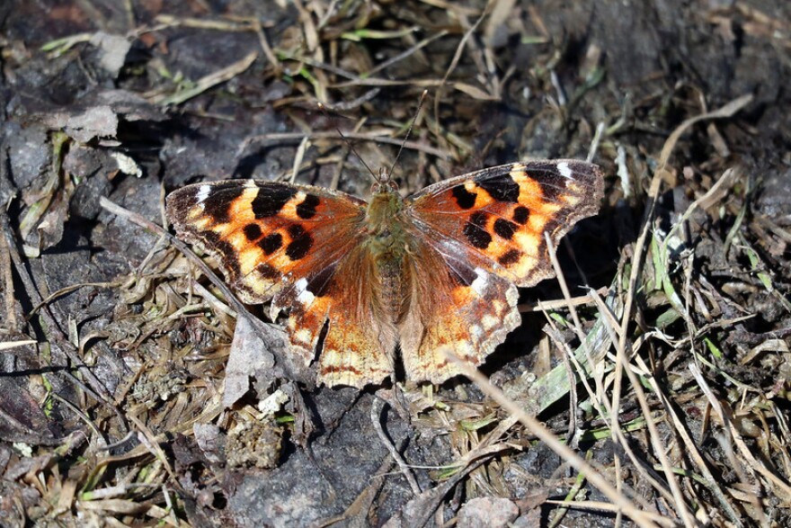 A Compton Tortoiseshell butterfly on a ground of mud and dead grass