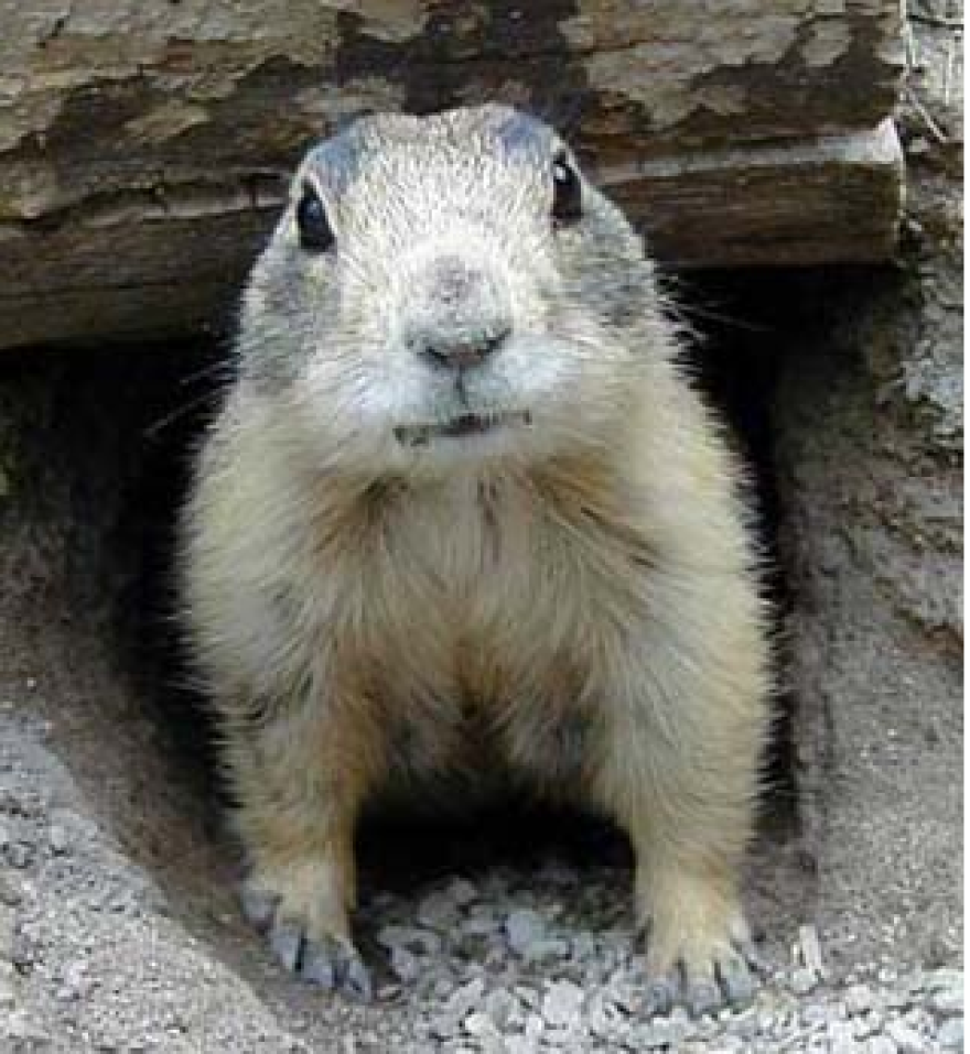 Utah Prairie Dog Story Prompts Stewart's Endangered Species Bill | KUER Utah Prairie Dog Story Prompts Stewart's Endangered Species Bill | KUER
