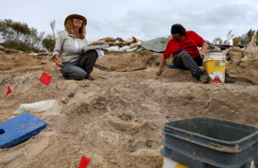 Cindy Lockner, a staff member in the Division of Vertebrate Paleontology at the Florida Museum, checks for storm clouds at the Montbrook fossil site in Levy County.