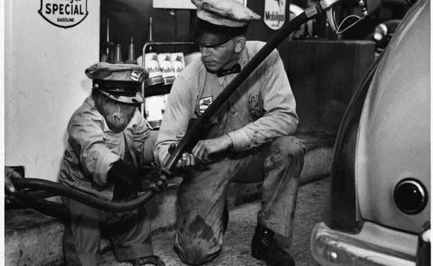 Bobo the gorilla in gas station attendant costume at Mobil gas station in Anacortes,WA. 1952.