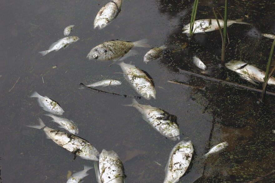 Thousands of fish died after a heat dome settled over Virginia and Maryland