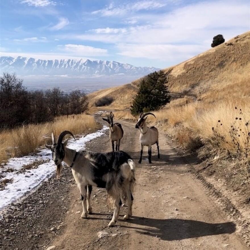 Pack goats on a dirt road