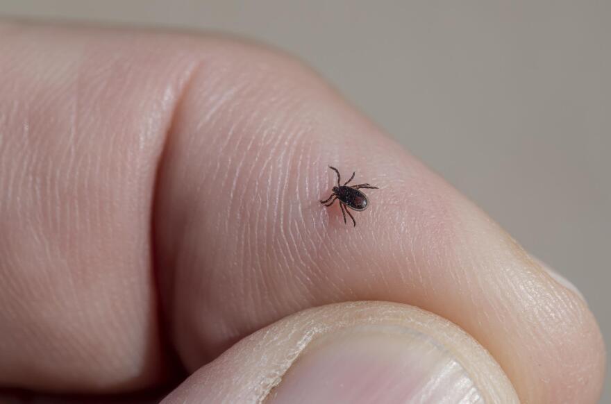 illustration showing what deer ticks look like at various life stages compared to a dime