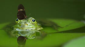 The bug that’s making the frogs sick is called amphibian Perkinsea. It’s a microbe they pick up swimming around in fresh water in Central Florida.