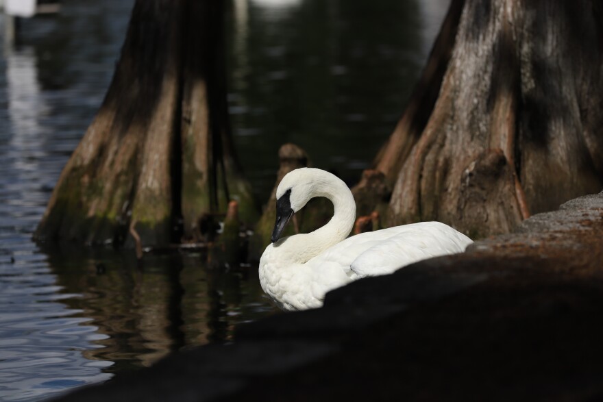 A trumpeter swan at Lake Eola Park. The city of Orlando is suspending its captive swan program with plans to rehome the birds.