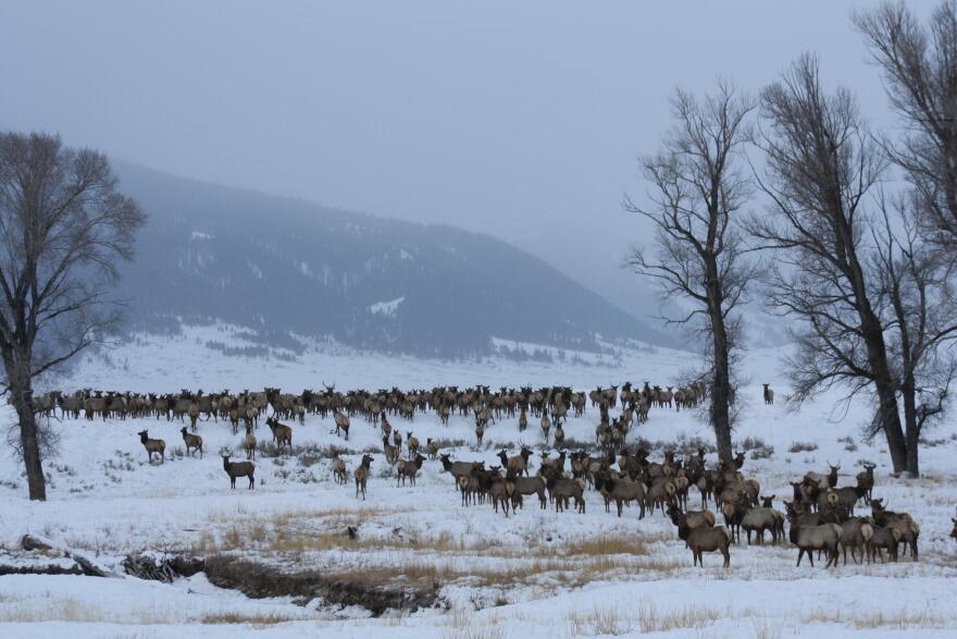 A herd of elk on a snowy field on the National Elk Refuge.