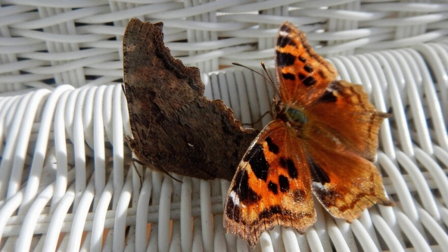 Two Compton's tortoiseshell butterflies rest side-by-side in Lake County, Minnesota on April 9, 2022. The butterfly on the left has closed its wings, making it appear like a leaf: its underwings are mottled brown and tan. The butterfly on the right has open wings, showing orange coloration and black spots.