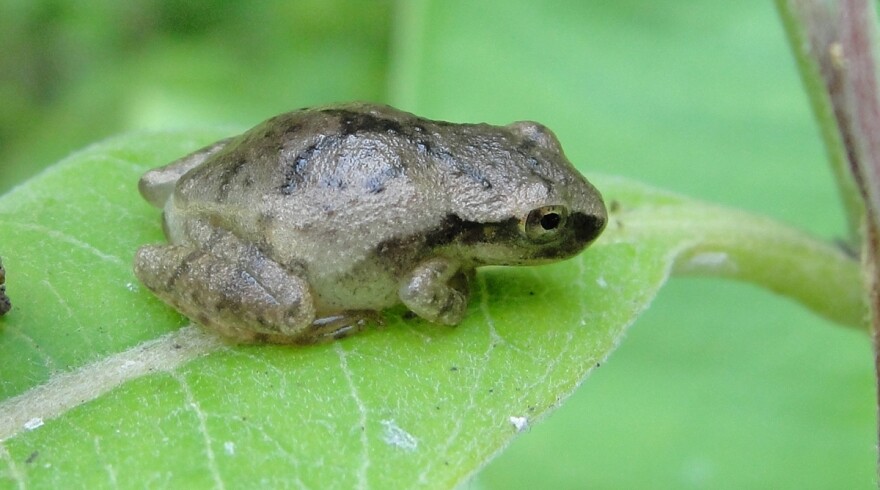 Spring peeper (Pseudacris crucifer)