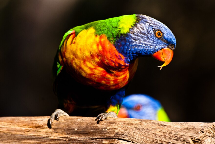 Several species of Australian parrots have been noted to have changing bill sizes during summer temperatures.