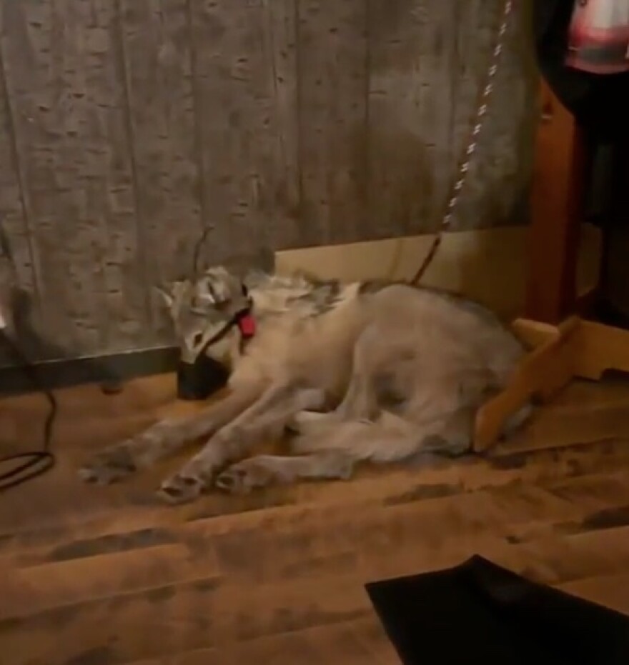 A grey wolf muzzled and leashed and lying on a wooden floor.