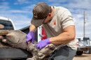 A deer in the bed of a truck, with their head hanging off the back. A person is holding a tool up to the deer's neck.