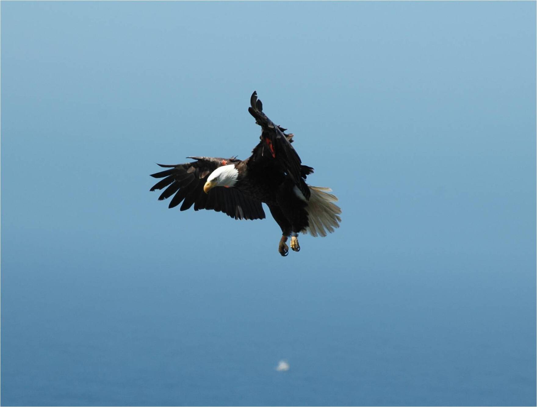 Bald Eagle Population Expands On Channel Islands With Successful