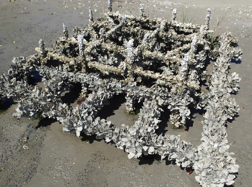 oystermyd.jpg