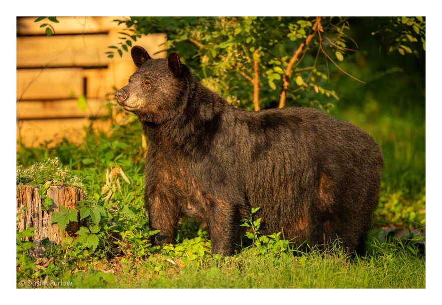 A now-abandoned state plan to euthanize Dolly the bear sparked calls for a comprehensive approach to local bear problems at Tuesday’s Asheville City Council meeting.