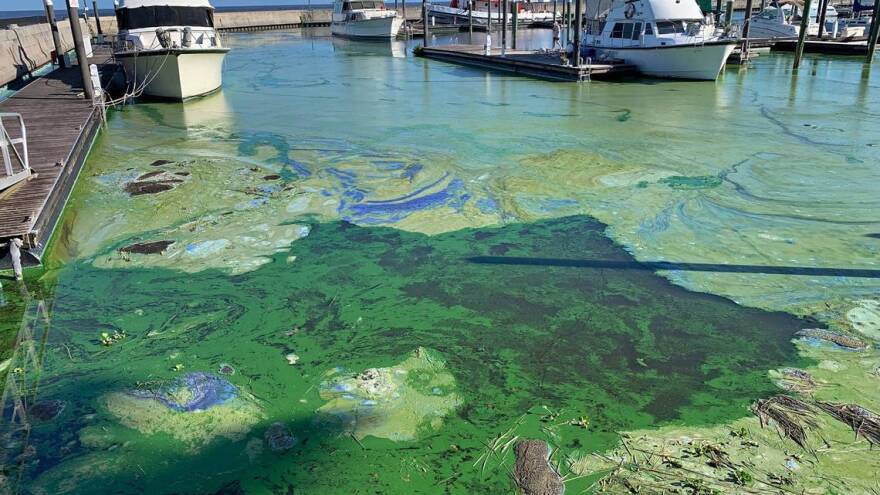 Florida tops list for most polluted lakes in the U.S., study finds