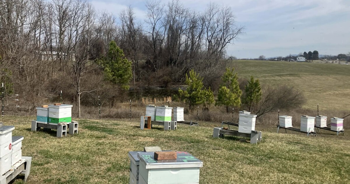 Researchers learning more about new mite that attacks young honeybees