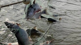 Kotzebue Sound chum in a commercial fishing net