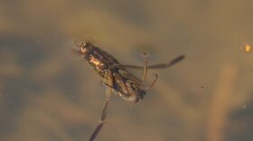 A backswimmer, Notonecta glauca