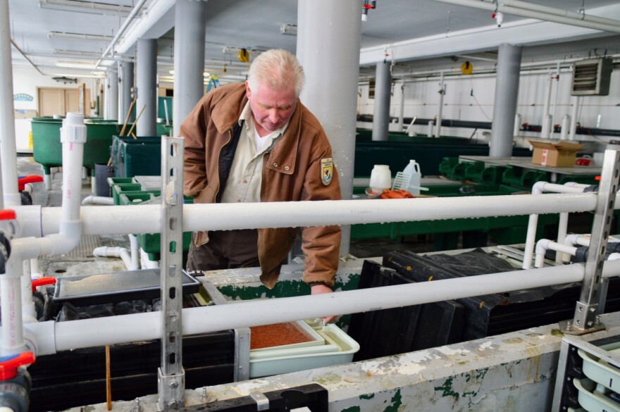 Henry Bouchard overseeing operations at the Dwight D. Eisenhower National Fish Hatchery