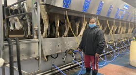 A member of the milking crew at Volles' dairy farm. DANIELLE VOLLES