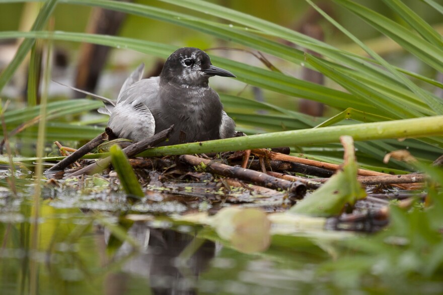 A black tern bird sits on its nest in a wetland. The bird is small and black, surrounded by green marsh. 