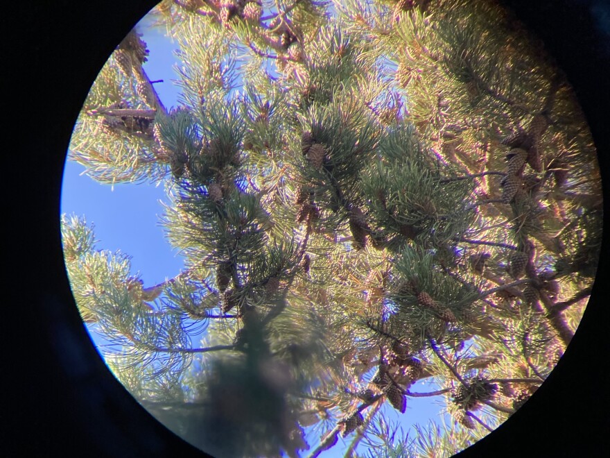 Lodgepole pinecones seen through a telescope. Some of the cones have been pried open by Cassia Crossbills.