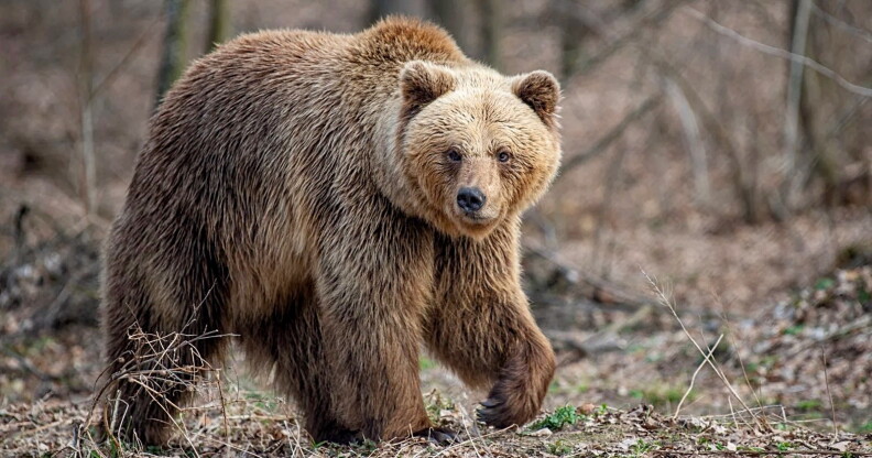 A grizzly bear walks through the wilderness.