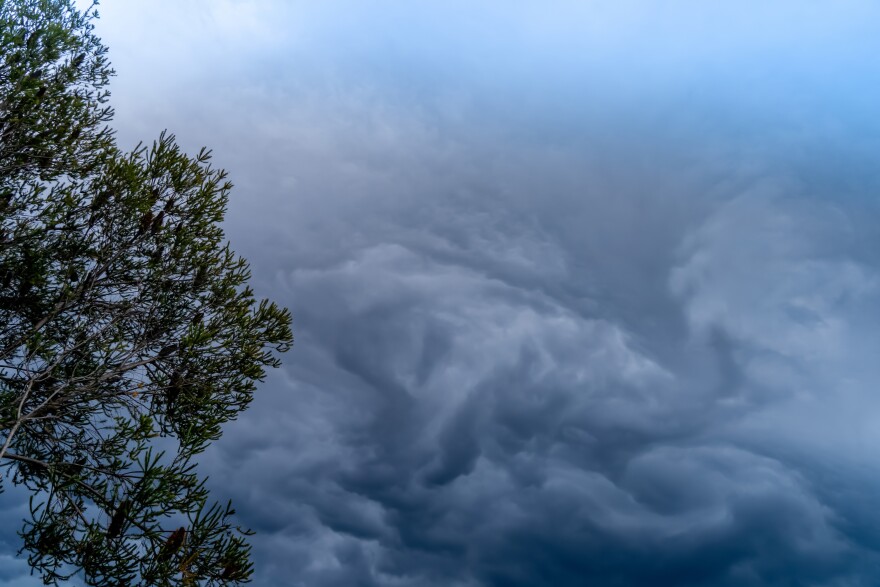 Dark, swirling storm clouds seen from below the canopy of a tree