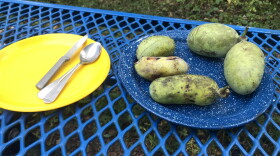 A spread of pawpaw fruits at various levels of ripeness