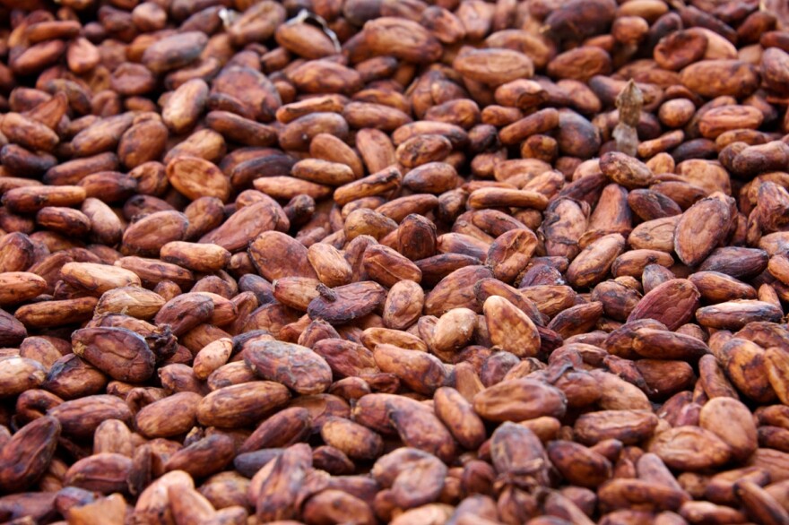 Yeasts and bacteria digest the pulp surrounding the cacao beans and trigger biochemical changes that color and flavor the beans.